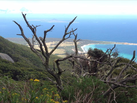 Strzelecki Peaks Great Short Walk - Accommodation Gladstone 0