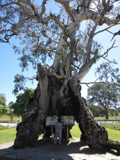 The Herbig Family Tree - Accommodation Gladstone 0