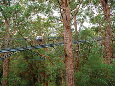 Valley Of The Giants Tree Top Walk - Accommodation Gladstone 1