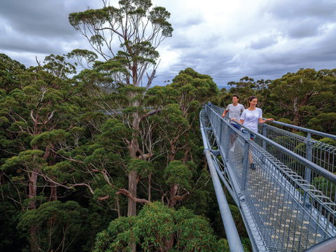 Valley Of The Giants Tree Top Walk - Accommodation Gladstone 2