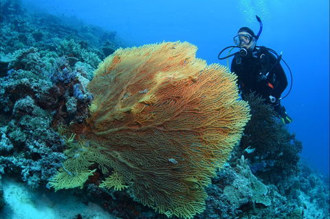 Wistari Wall - Accommodation Gladstone 0