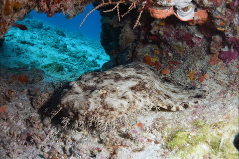 Wistari Wall - Accommodation Gladstone 1