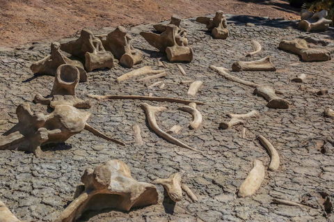 Australian Age Of Dinosaurs - Accommodation Gladstone 2