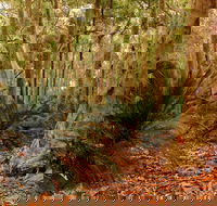 Burrawang Walking Track - Accommodation Gladstone