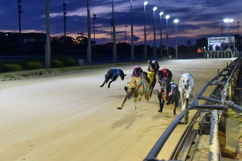 Cranbourne Greyhound Racing Club - Accommodation Gladstone 1