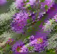 Ethel Daw Scenic Drive - Accommodation Gladstone