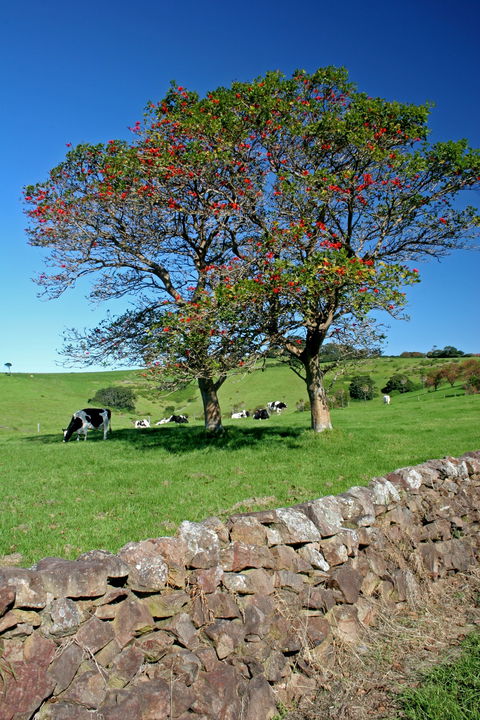 Historic Dry Stone Walls Kiama - Accommodation Gladstone 0