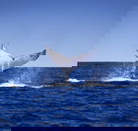 Humpback Whales - Accommodation Gladstone