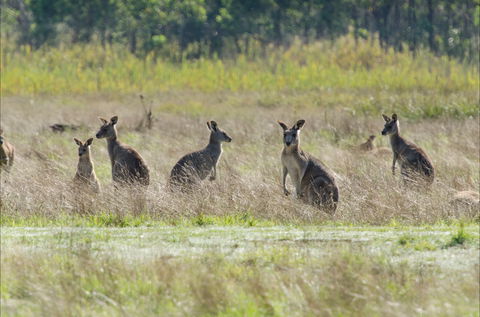 Kosciuszko National Park - Accommodation Gladstone 2
