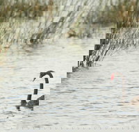 Little Llangothlin Picnic Area - Accommodation Gladstone