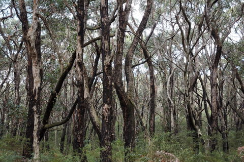 Lookout Hill  Circuit Walk - Accommodation Gladstone 0