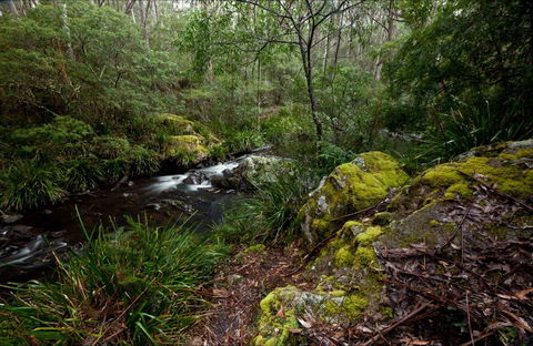 Mongarlowe River Picnic Area - Accommodation Gladstone 0