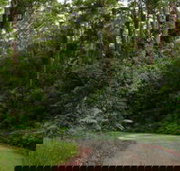 Moonpar Forest drive - Cascade National Park - Accommodation Gladstone