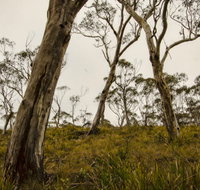 Mountaineer-Glowang trail - Accommodation Gladstone