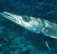 Norman Reef Dive Site