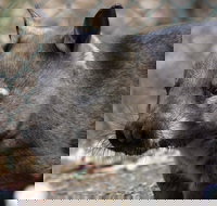 Peel Zoo - Accommodation Gladstone