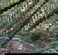 Summit Walking Track Mount Hyland Nature Reserve - Accommodation Gladstone