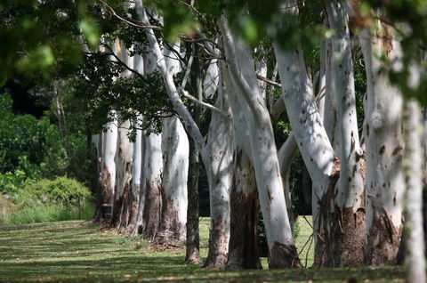 Teven Valley Golf Course - Accommodation Gladstone 1
