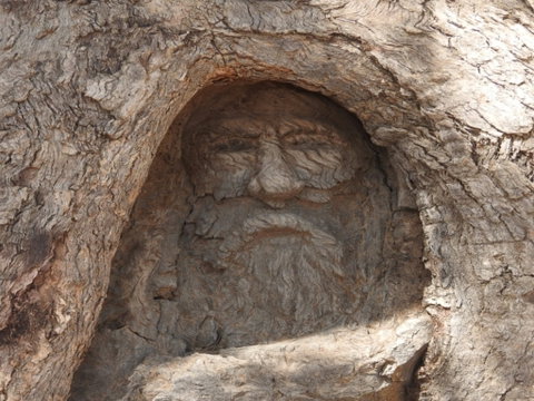 The Face Tree Near Burke And Wills Dig Tree - Accommodation Gladstone 0