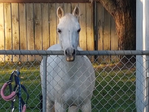 The Equine Club - Accommodation Gladstone 2