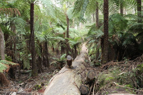 Upper Yarra Reservoir Park - Accommodation Gladstone 0