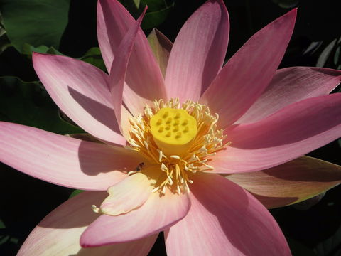 Wallis Creek Water Garden - Accommodation Gladstone 0