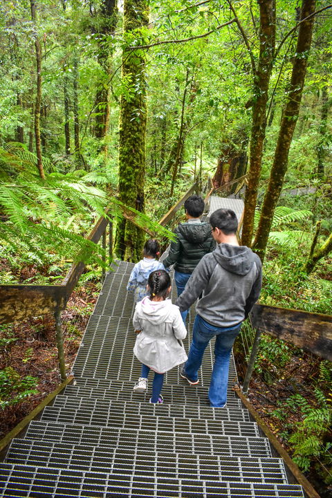 Yarra Ranges National Park - Accommodation Gladstone 0