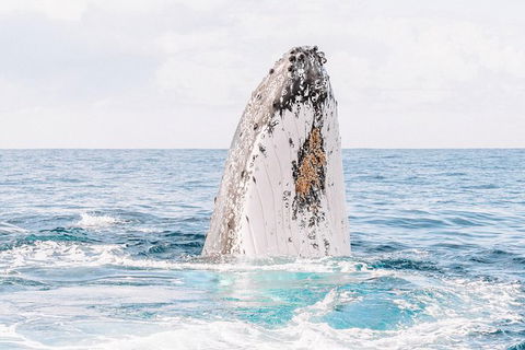 Premier Whale Watching Byron Bay - Accommodation Gladstone 8