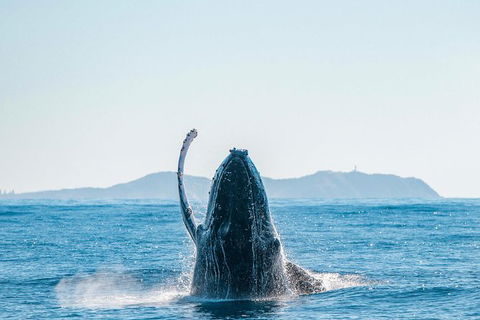 Premier Whale Watching Byron Bay - Accommodation Gladstone 2