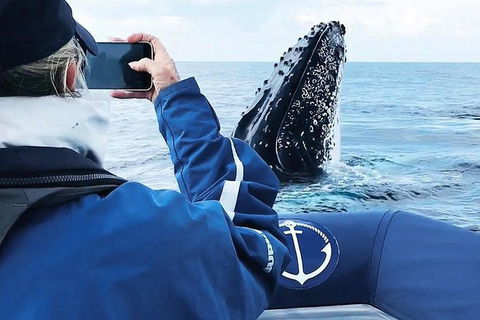 Premier Whale Watching Byron Bay - Accommodation Gladstone 6