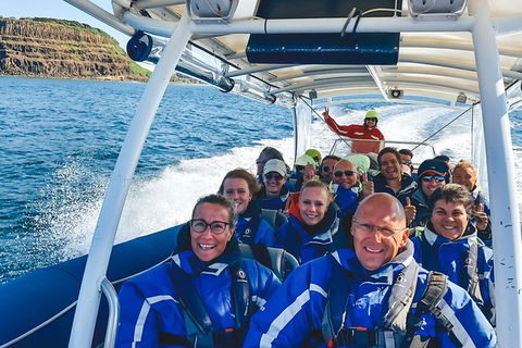 Premier Whale Watching Byron Bay - Accommodation Gladstone 1