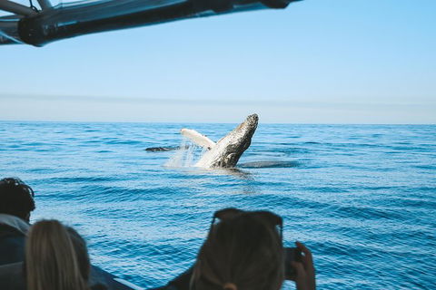 Premier Whale Watching Byron Bay - Accommodation Gladstone 5