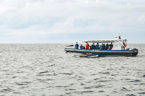 Premier Whale Watching Byron Bay - Accommodation Gladstone 9