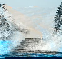 Premier Whale Watching Byron Bay - Accommodation Gladstone