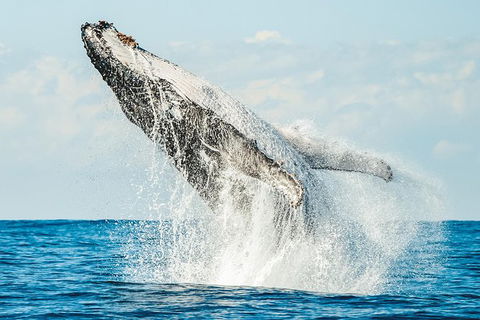 Premier Whale Watching Byron Bay - Accommodation Gladstone 0