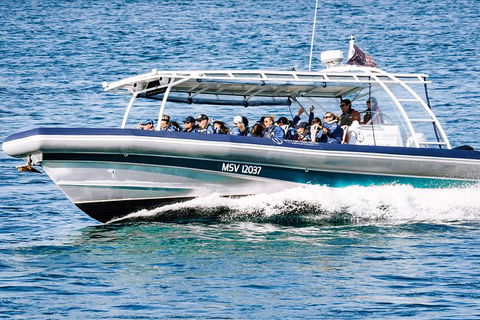 Premier Whale Watching Byron Bay - Accommodation Gladstone 7