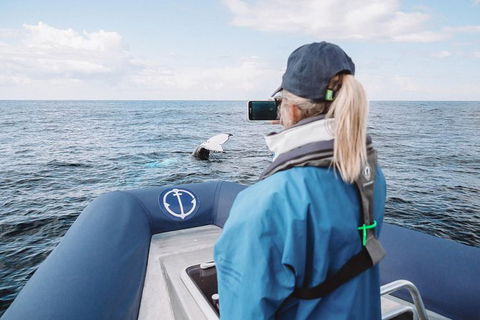 Premier Whale Watching Byron Bay - Accommodation Gladstone 10