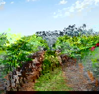 Tintilla Estate Wine Tasting with a Meat and Cheese Platter - Accommodation Gladstone