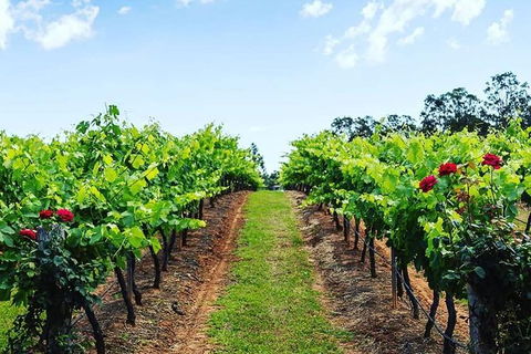 Tintilla Estate: Wine Tasting With A Meat And Cheese Platter - Accommodation Gladstone 0