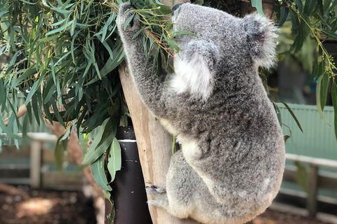 Private Blue Mountains And Wildlife Park Tour From Sydney With Barbecue Lunch - Accommodation Gladstone 19