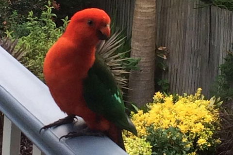 Private Blue Mountains Tour With Expert Guide - Accommodation Gladstone 5