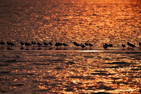 Sunset River Cruise Near Byron Bay - Accommodation Gladstone 25