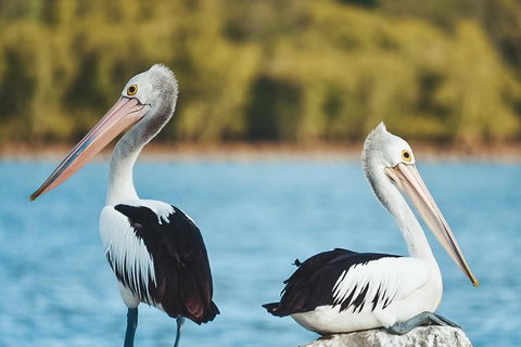 Sunset River Cruise Near Byron Bay - Accommodation Gladstone 13