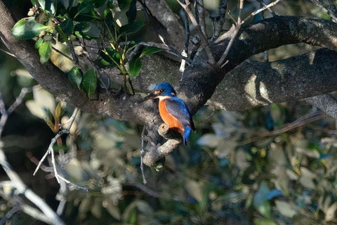 Sunset River Cruise Near Byron Bay - Accommodation Gladstone 6