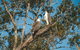 Sunset River Cruise Near Byron Bay - thumb 9