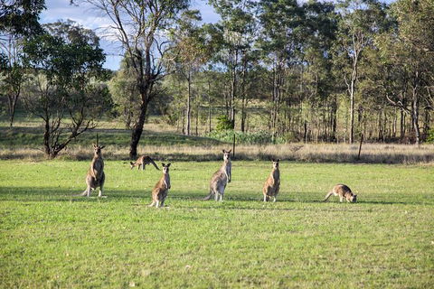 Private Full-Day Wine Tour In Hunter Valley - Accommodation Gladstone 2