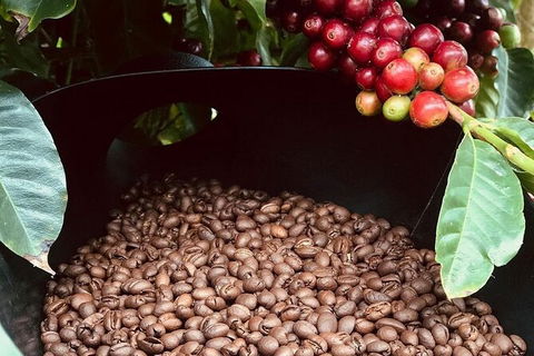 Coffee Farm Tour And Workshop, Byron Bay Hinterland - Accommodation Gladstone 1
