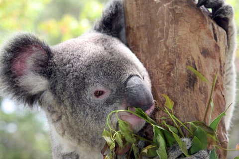 Private 10-hour Tour To Blue Mountains From Sydney - Hotel Pick Up & Drop Off - Accommodation Gladstone 2