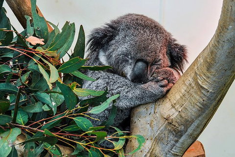 Blue Mountains Highlights, Wildlife Park And Scenic World Full Day Private Tour - Accommodation Gladstone 1