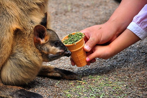 Blue Mountains Highlights, Wildlife Park And Scenic World Full Day Private Tour - Accommodation Gladstone 3